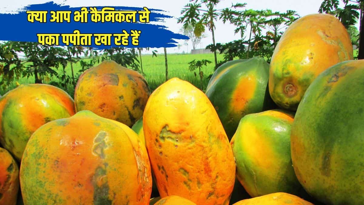 Identifying Chemically Ripened Papaya