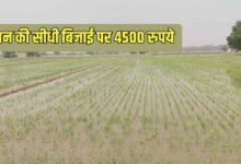 हरियाणा में पानी बचाने की बड़ी मुहिम, धान की सीधी बिजाई पर सरकार दे रही 4500 रुपये