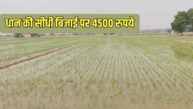 हरियाणा में पानी बचाने की बड़ी मुहिम, धान की सीधी बिजाई पर सरकार दे रही 4500 रुपये