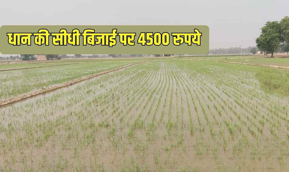 हरियाणा में पानी बचाने की बड़ी मुहिम, धान की सीधी बिजाई पर सरकार दे रही 4500 रुपये