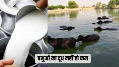 ...ताकि गर्मी में पशुओं का दूध नहीं हो कम, ऐसे करें उपाय