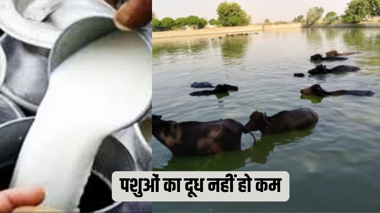...ताकि गर्मी में पशुओं का दूध नहीं हो कम, ऐसे करें उपाय