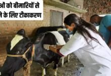 Veterinary doctors vaccinating cattle in Safidon Jind Haryana