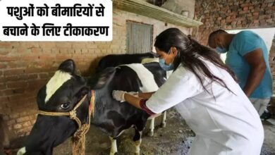Veterinary doctors vaccinating cattle in Safidon Jind Haryana