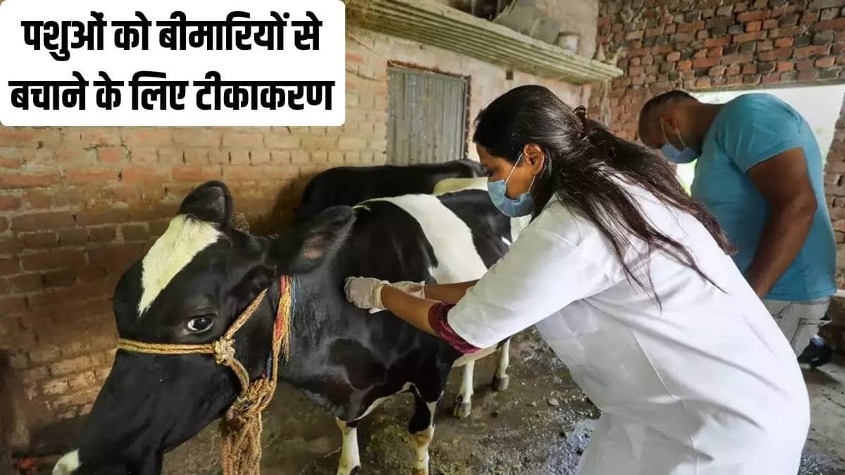 Veterinary doctors vaccinating cattle in Safidon Jind Haryana