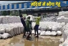 हरियाणा में आंधी के साथ ओले और बारिश, मंडियों में भीगा गेहूं