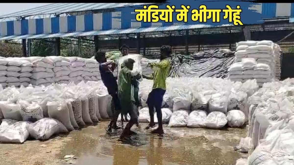 हरियाणा में आंधी के साथ ओले और बारिश, मंडियों में भीगा गेहूं