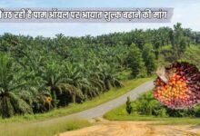 क्यों उठ रही है पाम ऑयल पर आयात शुल्क बढ़ाने की मांग