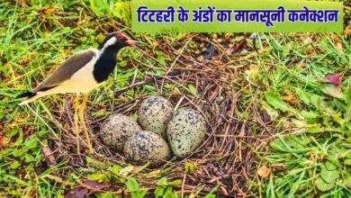 टिटहरी के अंडों का मानसूनी कनेक्शन, पक्षियों का विज्ञान या परंपरा