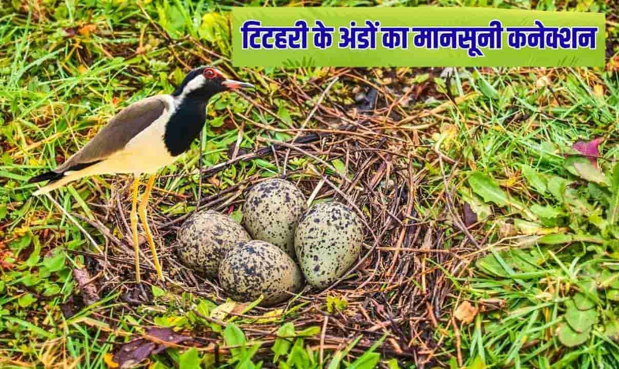 टिटहरी के अंडों का मानसूनी कनेक्शन, पक्षियों का विज्ञान या परंपरा