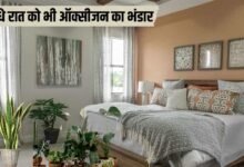 बेड रूम में रखें यह जादुई पौधे रात को भी ऑक्सीजन का भंडार