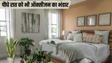 बेड रूम में रखें यह जादुई पौधे रात को भी ऑक्सीजन का भंडार
