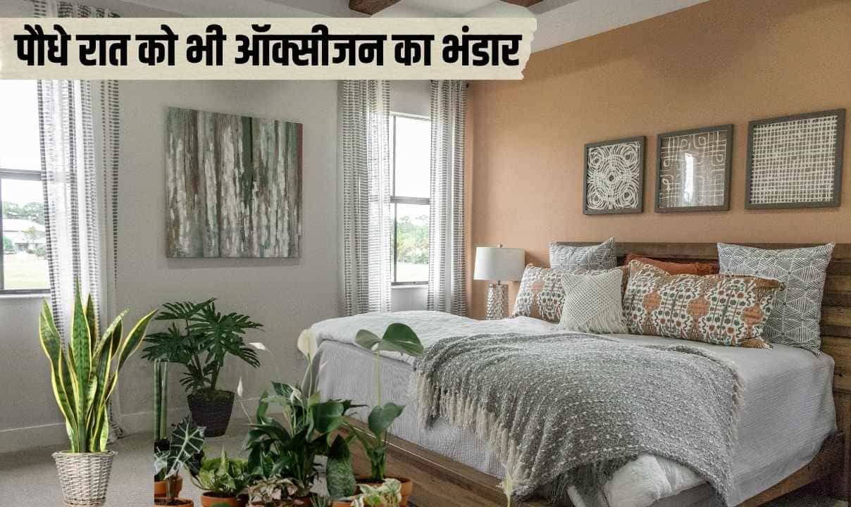 बेड रूम में रखें यह जादुई पौधे रात को भी ऑक्सीजन का भंडार