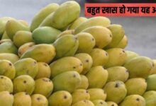 उत्पादन में गिरावट से बहुत खास हो गया यह आम, सीजन में लें असली मलीहाबादी दशहरी स्वाद का लुत्फ