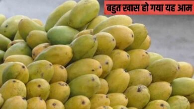उत्पादन में गिरावट से बहुत खास हो गया यह आम, सीजन में लें असली मलीहाबादी दशहरी स्वाद का लुत्फ