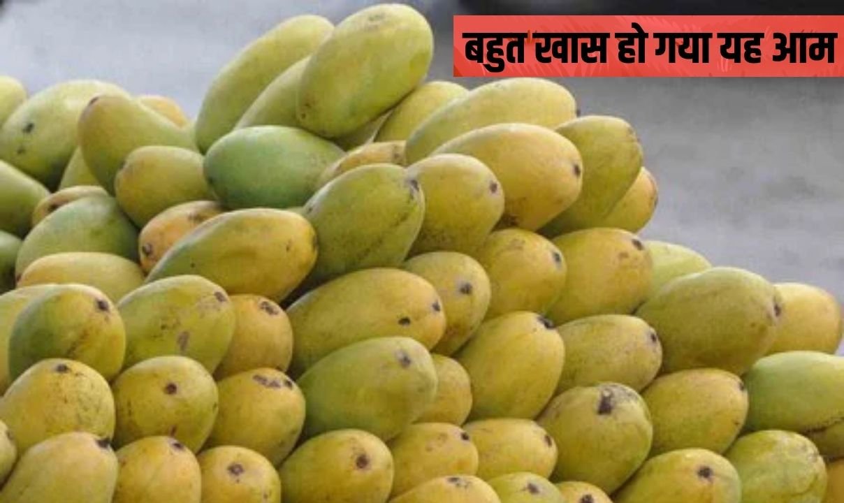 उत्पादन में गिरावट से बहुत खास हो गया यह आम, सीजन में लें असली मलीहाबादी दशहरी स्वाद का लुत्फ