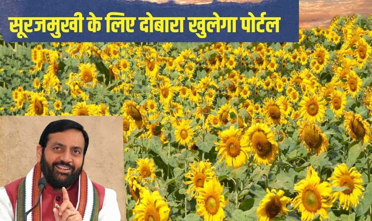 हरियाणा के किसानों के लिए बड़ी खुशखबरी, सूरजमुखी के लिए दोबारा खुलेगा पोर्टल